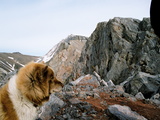 Picture from Svalbard 63.
