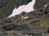 Picture from Svalbard 63.