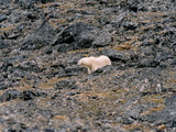 Picture from Svalbard 63.