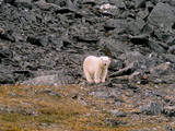 Picture from Svalbard 63.