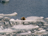 Picture from Svalbard 30.