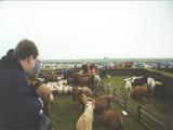 Picture from Iceland 10.