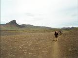 Picture from Iceland 113.
